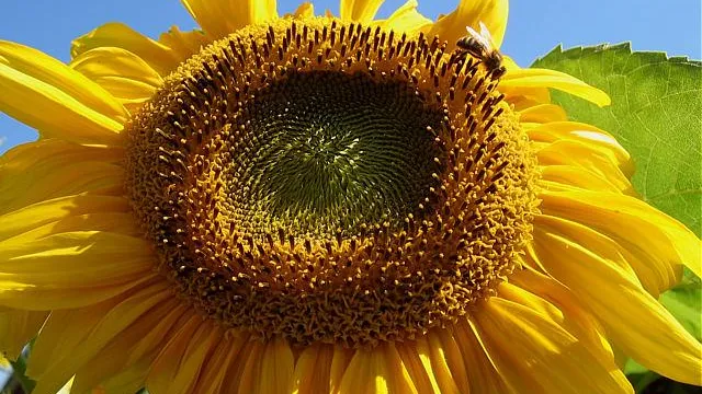 Sonnenblume (Foto: Werner Näf) Sonnenblume (Foto: Werner Näf)